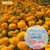 ดาวเรืองประดับแปลง สีทองเข้ม