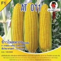 ข้าวโพด AT011