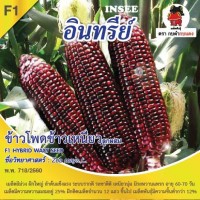 ข้าวโพดข้าวเหนียวม่วง อินทรีย์