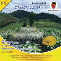 ฟักทอง พานทอง055