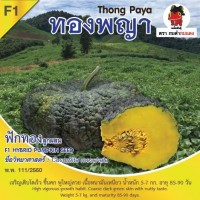 ฟักทอง ทองพญา