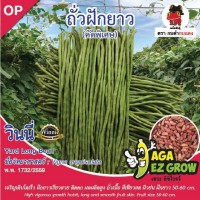 ถั่วฝักยาว วินนี่