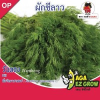 ผีกชีลาว วันทอง