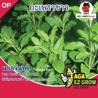 กะเพราขาว นวลจันทร์