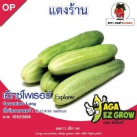 แตงร้าน เอ็กซ์โพเรอร์