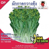 กวางตุ้ง ดอกขาวฮานอย