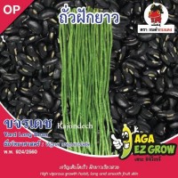 ถั่วฝักยาวเมล็ดดำ ขจรเดช