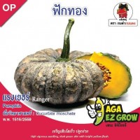 ฟักทอง คางคกเเรงเยอร์