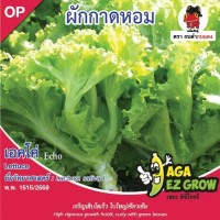ผักกาดหอม เอคโค่