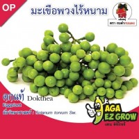 มะเขือพวงไร้หนาม ดกเเท้
