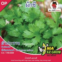ผักชี ฟ้าประธาน 