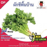 ผักชีวู้ดดี้