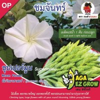 เมล็ดชมจันทร์ ซุปเปอร์มูน