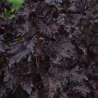 เมล็ดพันธุ์โหระพาฝรั่งสีม่วง พันธุ์ เพอร์เพิล รัฟเฟิล Basil Purple Ruffles ขนาด 100 เมล็ด เมล็ดสมุนไพร