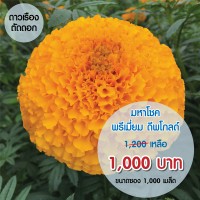 ดาวเรืองมหาโชค พรีเมี่ยม ดีพโกลด์