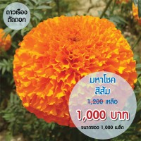 ดาวเรืองมหาโชค สีส้ม