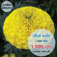 ดาวเรืองปริ้นซ์ สีเหลือง