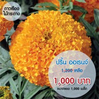 ดาวเรืองปริ้นซ์ สีส้ม