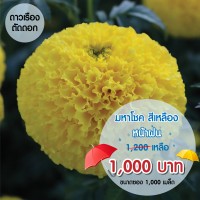 โปรโมชั่น ดาวเรืองมหาโชคสีเหลือง ฤดูฝน 1000 เมล็ด 1000 บาท